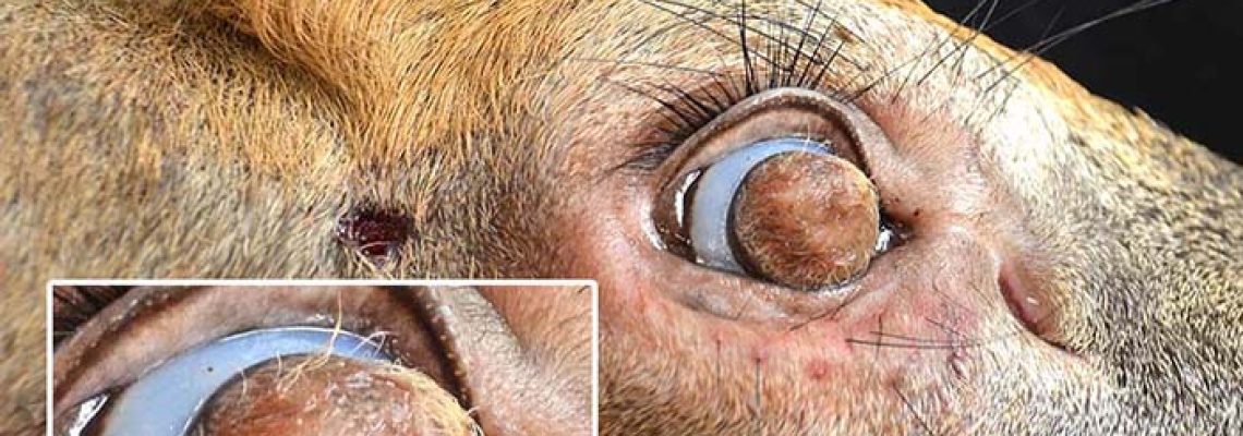 Freak Buck Had Corneal Dermoids. Yes, Hairy Eyeballs.