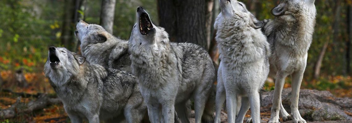 Où peut-on croiser des loups aujourd'hui en France ? - Edition du