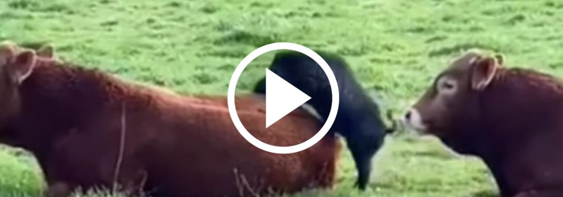 Vidéo] Un sanglier ennuie un cheval qui va lui envoyer une violente ruade  en pleine face - Chasse Passion